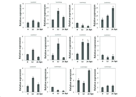 Expression Of Oswrky Tf Genes In Response To Sa Expression