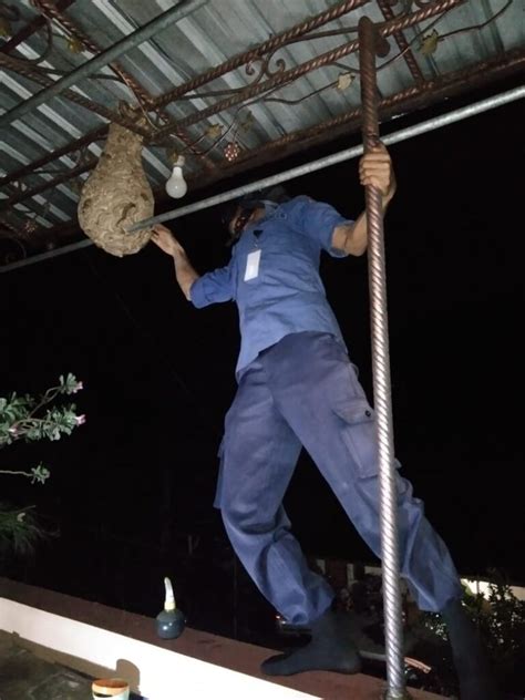 Damkar Evakuasi Sarang Tawon SATUAN POLISI PAMONG PRAJA KOTA SALATIGA