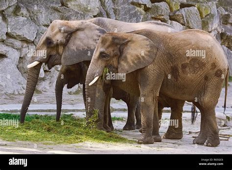 Elephants Eating Grass Stock Photo - Alamy