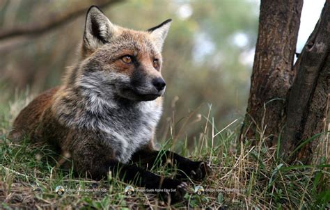 Fauna of Etna - Escursioni Etna - Guide Alpine Etna Sud