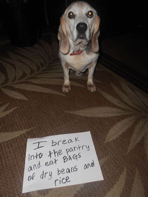 Food Obsessed Beagle Eats Anything