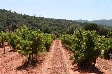 Lisbon Arrábida And Sesimbra Day Trip With Wine