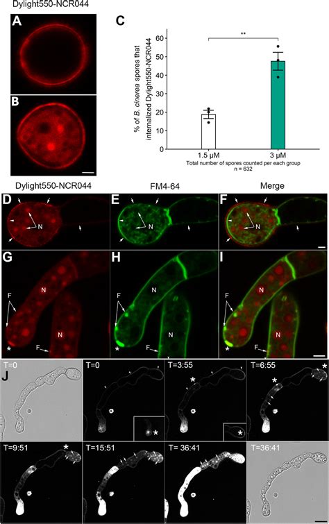 Antifungal Symbiotic Peptide Ncr044 Exhibits Unique Structure And