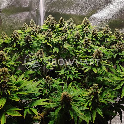 Barneys Farm G13 Haze™ Feminizovaná Semínka Konopí Growmartcz