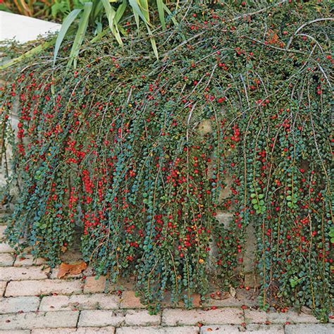 Hesse Cotoneaster Garden Gate