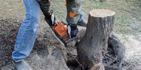 Reclaiming Your Lawn Strategies For Dealing With Exposed Tree Roots