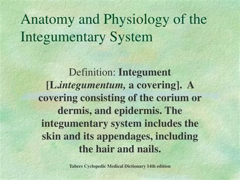 Pptx The Integumentary System Integumentary System Includes Skin Hot Sex Picture