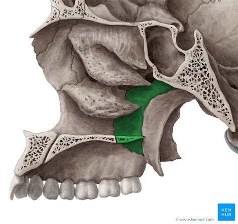 Os lacrimale et palatinum Diagram | Quizlet