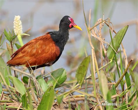 Wattled Jacana Photos Wattled Jacana Images Nature Wildlife Pictures