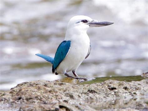 Beach Kingfisher Todiramphus Saurophagus By Greg Miles Exotic Birds