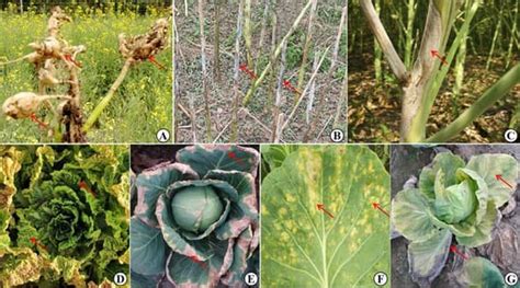 Diseases Of Crops Classnotesng