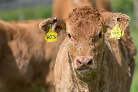 Hutchinson Photography Images Of Agriculture And Rural Life Herd Of