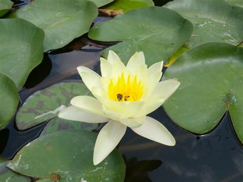 My garden and flowers: Водни лилии.