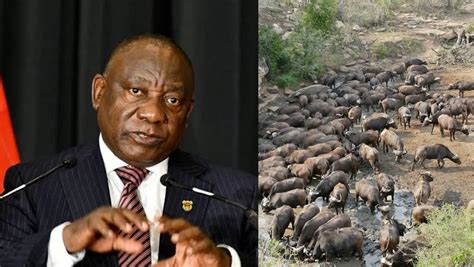 Buffaloes Millions Stashed Into Cushions Why South African Prez