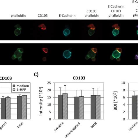 Localization Of Cd103 In Vδ2 T Cell Target Cell Conjugates Purified γδ Download Scientific