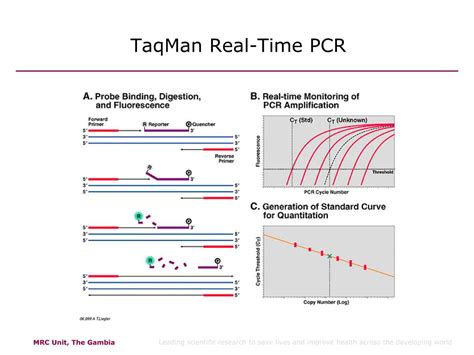 Ppt Development Of Quantitative Hiv Viral Load Rt Pcr Assay Alfred