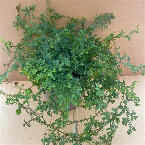 Pr Live Plant Selaginella Peacock Large Peregrine