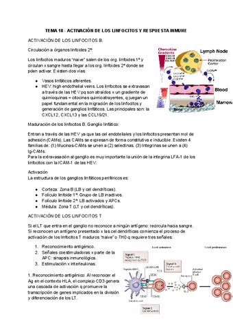 Tema Activacion De Los Linfocitos Y Respuesta Inmune Y Tema