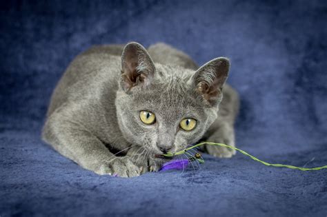 Korat Cat Personality And Behavior