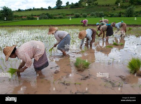 Women Farmer Planting Rice Shoots In Flooded Rice Paddy Shan Hills