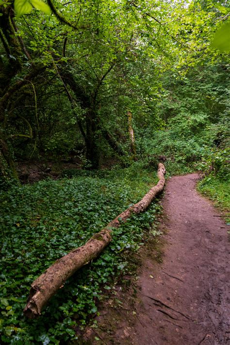 Sous Bois Gramat France Mateusz Marczyk Flickr