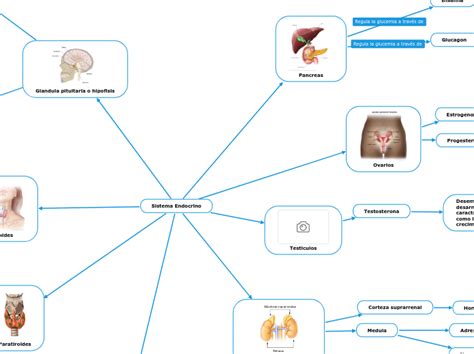 Sistema Endocrino Mind Map