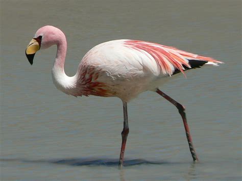 File:James Flamingo.jpg - Wikipedia