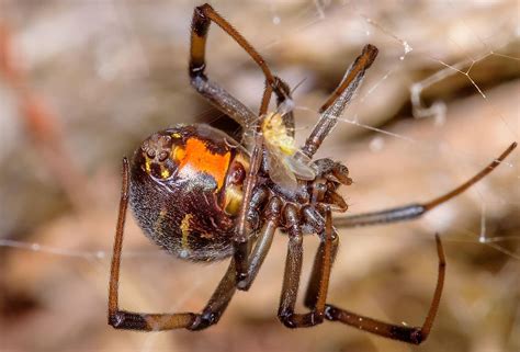 The Deadliest Spiders In The World Worldatlas