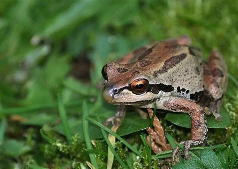 Top 10 Colour Changing Animals Around the World