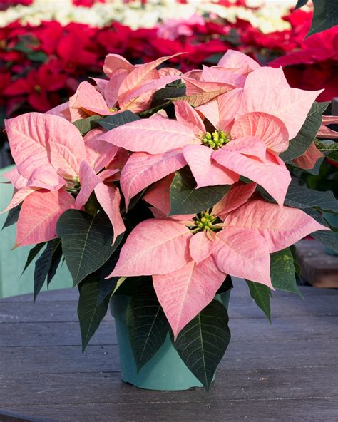 20 Festive Christmas Flowers And Plants That Arent Poinsettias