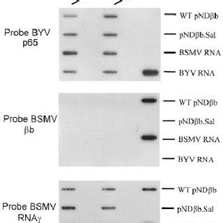 Northern Slot Blot Hybridization Of Total RNA Isolated From C