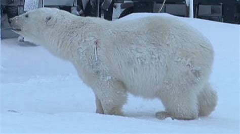 Inquisitive Polar Bear Gets Shot With A Tranquilliser Dart Youtube