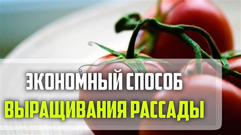Экономный способ выращивания рассады томатов. - YouTube