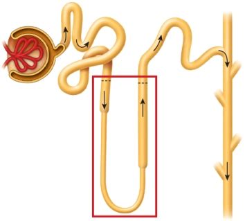 The Image Below Depicts the Nephron and the Collecting Duct | Biology+