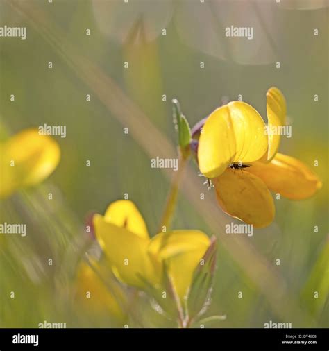 Bird S Foot Trefoil Stock Photo Alamy