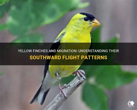 Yellow Finches And Migration: Understanding Their Southward Flight ...