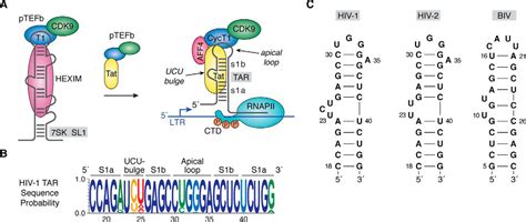 Face Time With Tar Portraits Of An Hiv Rna With Diverse Modes Of