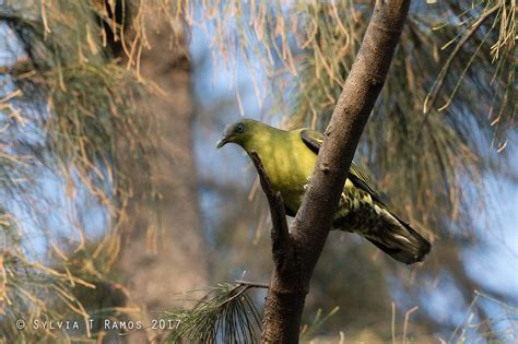 Philippine Green Pigeon Tonjiandsylviasbirdlist