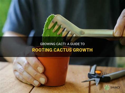 Growing Cacti A Guide To Rooting Cactus Growth Shuncy