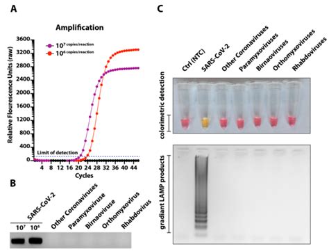 Specificity Of The Lamp Assay A Rna Extracted From Different Download Scientific Diagram