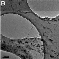 Tem Images Of Pf Dtp Swnt At Di Ff Erent Magni Fi Cations The