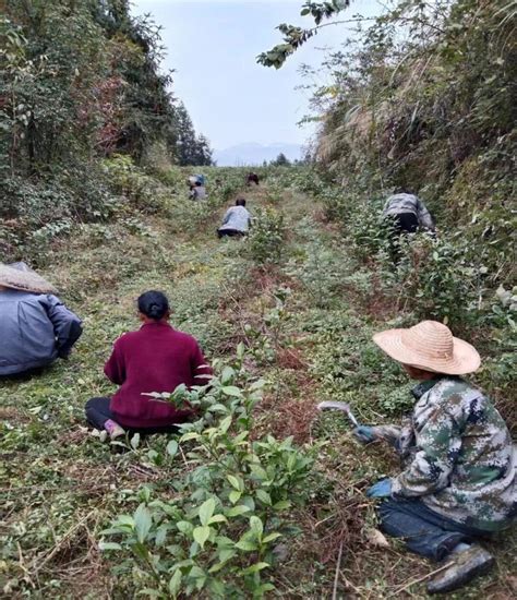 湘西花垣猫儿乡：优化营商环境 护航产业发展 腾讯新闻