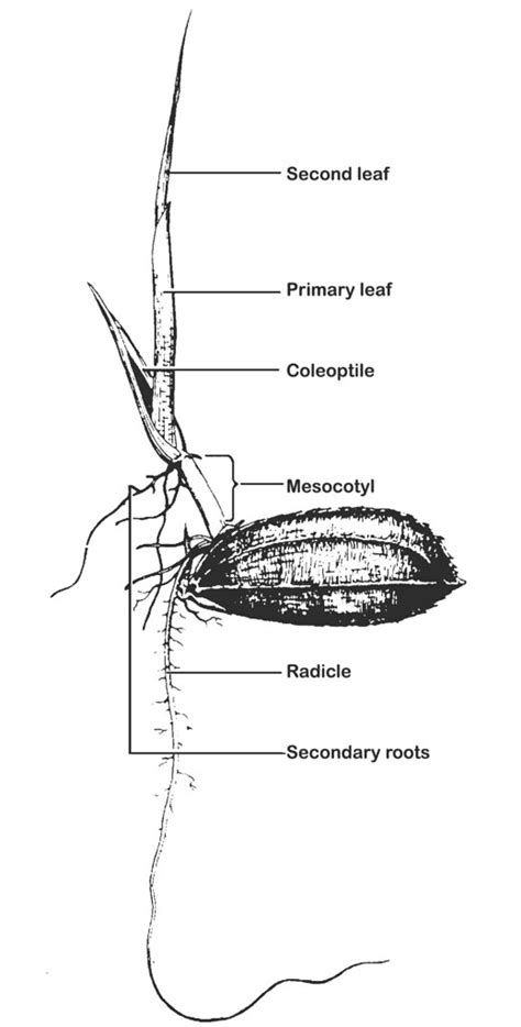 Morphology And Varietal Characteristics Of The Rice Plant  Flickr