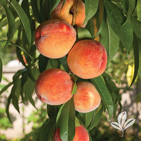 Contender Semi Dwarf Peach Tree Earl May Garden Center