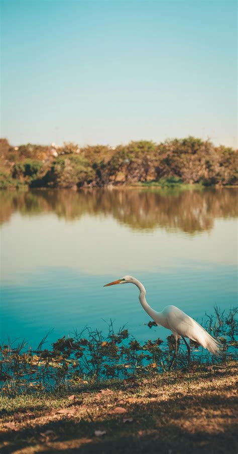 Free Images Sky Plant Ecoregion Natural Landscape Azure Beak