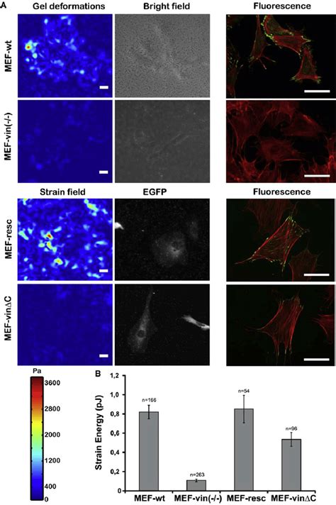 Two Dimensional Traction Microscopy Measurements For Mef Wt