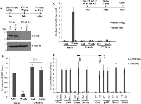 Ctbp Functions As The Co Repressor For Mrhl Rna Down Regulation Upon