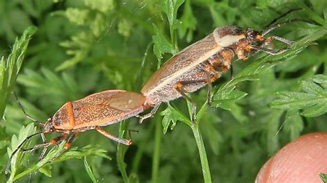 Largus Maculiventris Or Cinctus Largus Maculiventris Bugguide Net