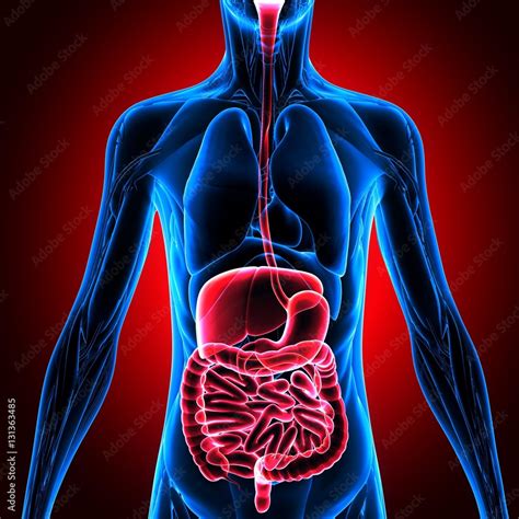 3d Illustration Of Male Digestive System Human Anatomy Stock 일러스트레이션