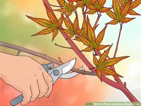 The Best Way To Prune Japanese Maple Trees Wikihow